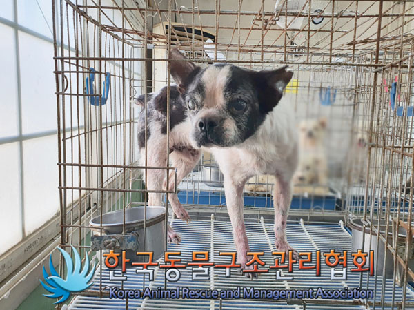 한국동물구조관리협회_441409202300952